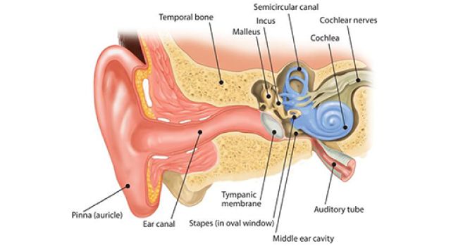 anatomy of the inside of the ear