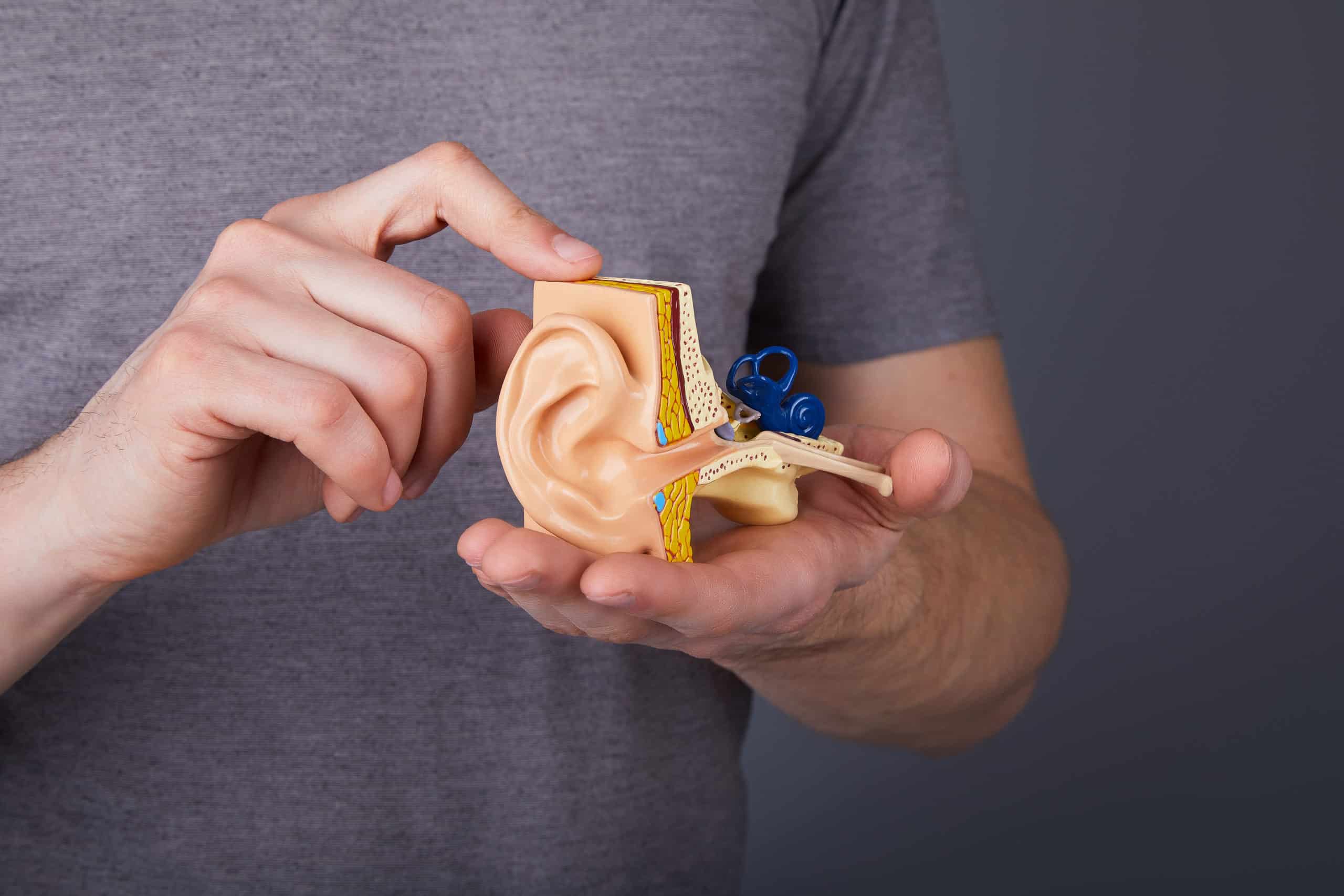 Man holding the model of the human inner ear in hands. Ear model. A model of the ear for elementary science classes. man holding a model showing the inner ear