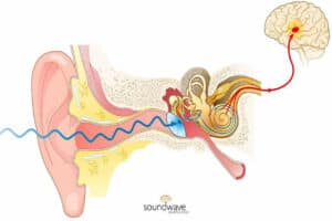 Brain auditory process graphic